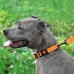 Нашийник для Собак BronzeDog Active Нейлоновий зі Світловідбиттям та Пластиковою Пряжкою Помаранчевий S(50/1304/Т) Нашийник для Собак BronzeDog Active Нейлоновий зі Світловідбиттям та Пластиковою Пряжкою Помаранчевий S(50/1304/Т)