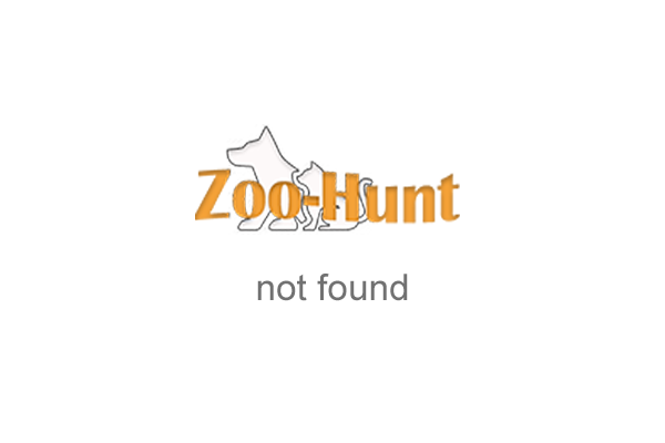 Комбінезон MAŁGOSIA демісезонний Zyrafka для немовлят рожевий Комбінезон MAŁGOSIA демісезонний Zyrafka для немовлят рожевий